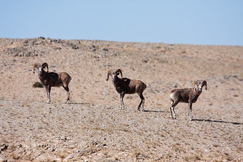 Argali